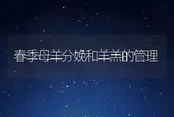 春季母羊分娩和羊羔的管理