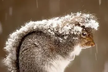 雪地松鼠品种知识简单介绍