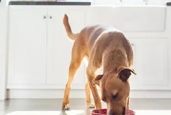 狗狗用餐顺序的训练方法