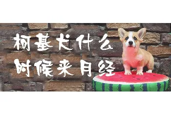 柯基犬什么时候来月经