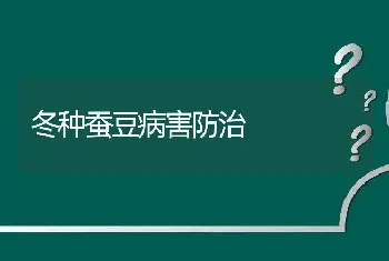 冬种蚕豆病害防治