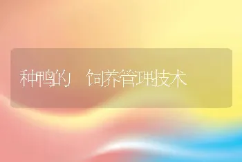 种鸭的 饲养管理技术