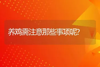 养鸡需注意那些事项呢?