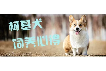 柯基犬饲养心得