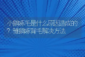 小鹅啄毛是什么原因造成的？雏鹅啄背毛解决方法