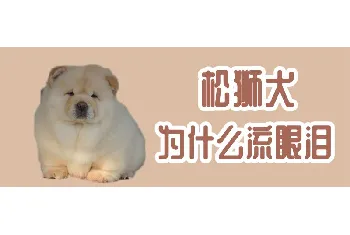 松狮犬为什么流眼泪