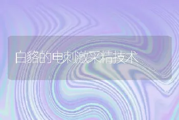 白貉的电刺激采精技术