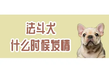 法斗犬什么时候发情