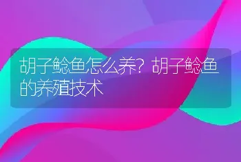 胡子鲶鱼怎么养？胡子鲶鱼的养殖技术