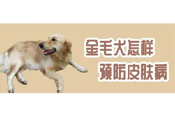 金毛犬怎样预防皮肤病