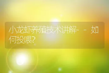 小龙虾养殖技术讲解--如何投喂？