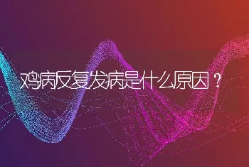 鸡病反复发病是什么原因？