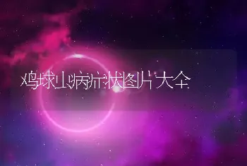 鸡球虫病症状图片大全