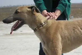 [格力犬]格力犬市场价及饲养方法