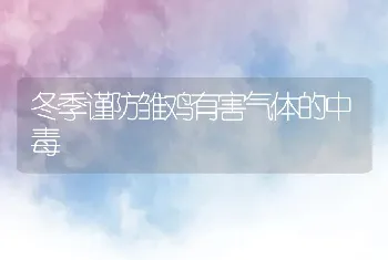 冬季谨防雏鸡有害气体的中毒