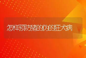 怎样预防猪的伪的狂犬病