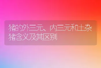 猪的外三元、内三元和土杂猪含义及其区别