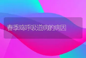 春季鸡呼吸道病的病因