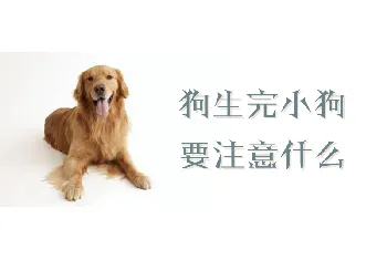 狗生完小狗要注意什么