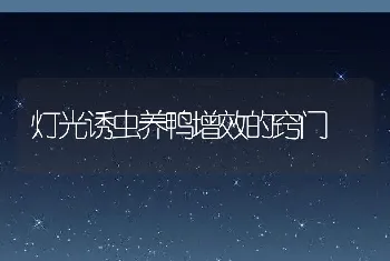 灯光诱虫养鸭增效的窍门