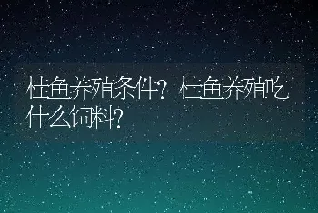 桂鱼养殖条件？桂鱼养殖吃什么饲料？