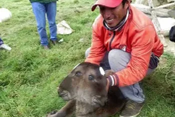 在秘鲁出生变异小牛 居民怕被诅咒