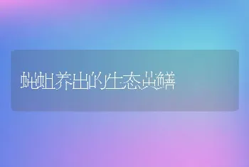 蝇蛆养出的生态黄鳝