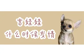 吉娃娃什么时候发情