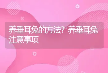 养垂耳兔的方法？养垂耳兔注意事项