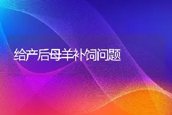 给产后母羊补饲问题