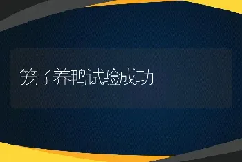 笼子养鸭试验成功