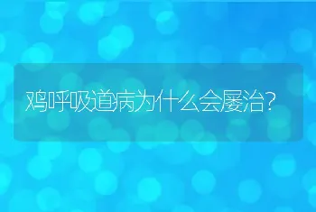 鸡呼吸道病为什么会屡治？