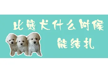 比熊犬什么时候能结扎