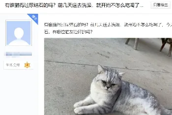 送猫咪去洗澡，竟被吓得尿结石！学会这些方法避免猫咪应激生病