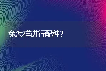 兔怎样进行配种？