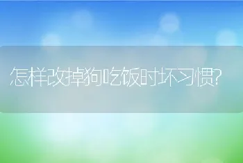 怎样改掉狗吃饭时坏习惯?