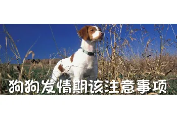 狗狗发情期该注意事项