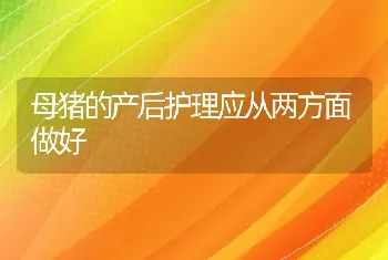 母猪的产后护理应从两方面做好