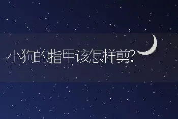 小狗的指甲该怎样剪?