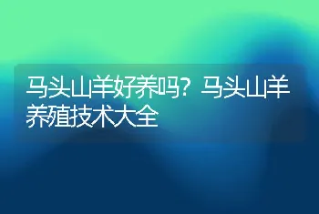 马头山羊好养吗？马头山羊养殖技术大全