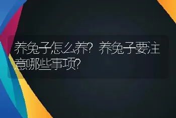 养兔子怎么养？养兔子要注意哪些事项？