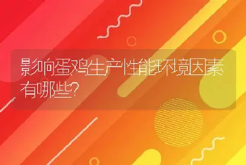 影响蛋鸡生产性能环境因素有哪些？