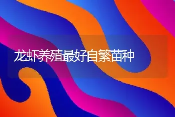 龙虾养殖最好自繁苗种