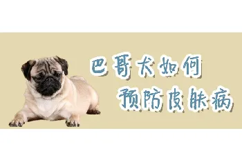 巴哥犬如何预防皮肤病