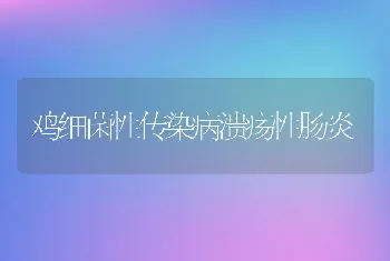 鸡细菌性传染病溃疡性肠炎