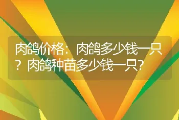 肉鸽价格：肉鸽多少钱一只？肉鸽种苗多少钱一只？