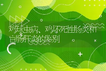 鸡球虫病、鸡坏死性肠炎和盲肠肝炎的鉴别