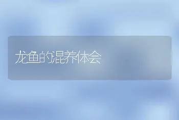 龙鱼的混养体会