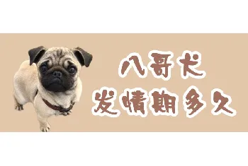 八哥犬发情期多久