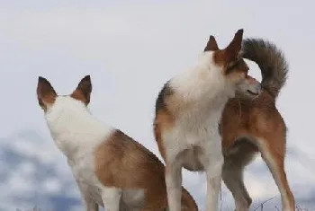 挪威伦德猎犬耳朵怎么清洁 挪威伦德猎犬耳朵护理方法